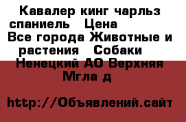 Кавалер кинг чарльз спаниель › Цена ­ 40 000 - Все города Животные и растения » Собаки   . Ненецкий АО,Верхняя Мгла д.